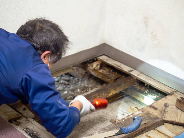 Mold Removal and Inspection in Lakeland, TN