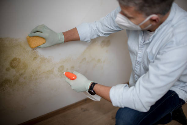Best Home Mold Removal  in Lakeland, TN